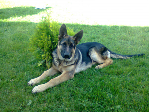 dog, pet