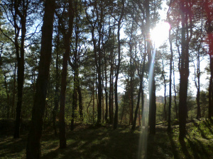 forest, branch, plant, trunk