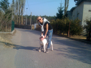 fun, jeans, leisure, dog, asphalt