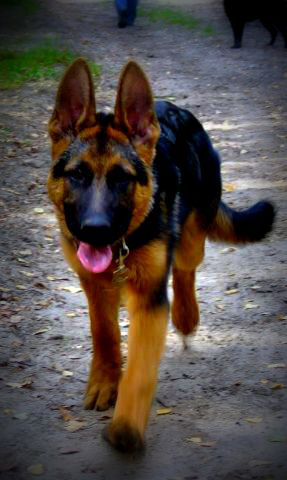 dog, pet