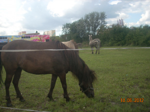horse