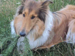 dog, pet, horse