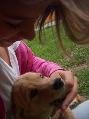 dog, pet