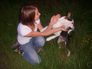 fun, dog