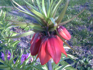 petal, plant, flower