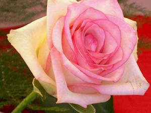 petal, plant, flower
