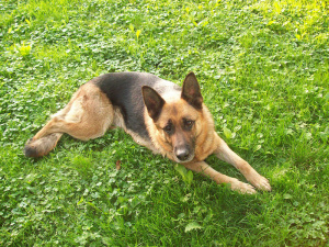 dog, pet