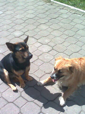 dog, pet