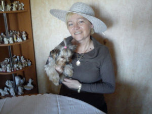 dog, hat, pet