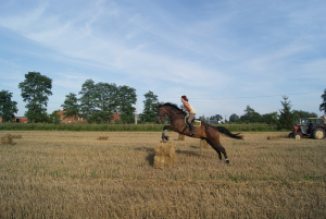 hair, horse, bridle, rein