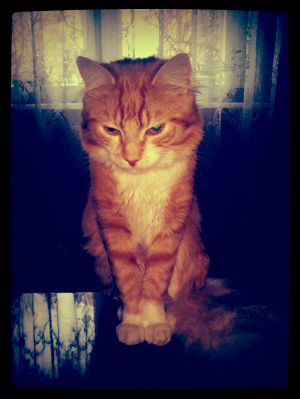 cat, pet