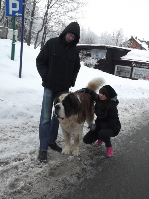 dog, pet