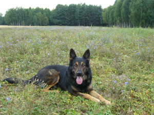 dog, pet