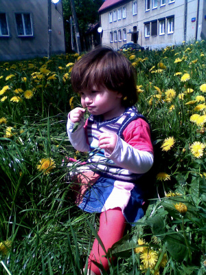petal, flower