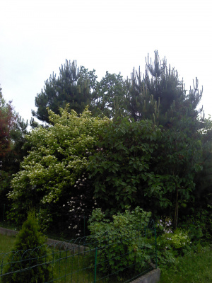 forest, plant