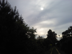 sky, forest, branch
