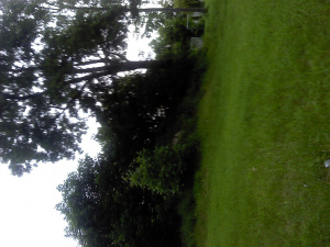 forest, branch