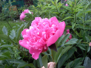 petal, plant, flower
