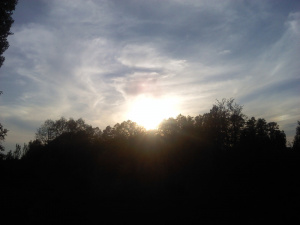sky, branch, sunset