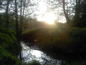 sky, forest, branch, plant, river, jungle