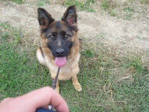 pet