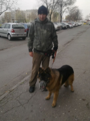 dog, vehicle
