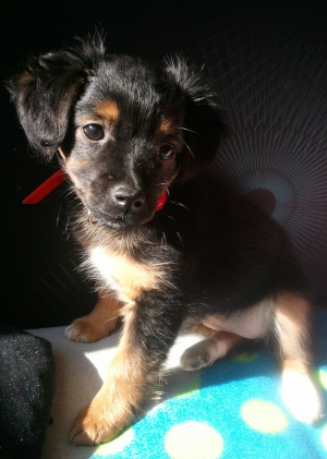 dog, pet