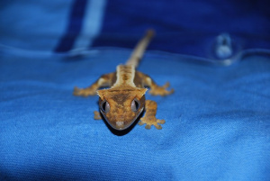 insect