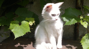 cat, pet