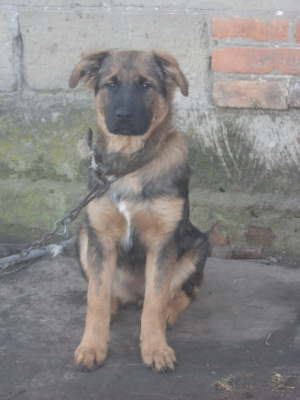 dog, pet