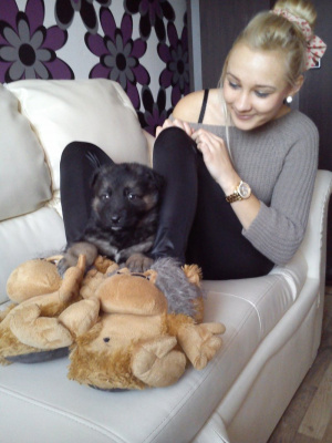 food, dog