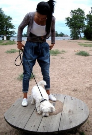 jeans, dog