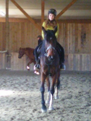 hair, horse, bridle, rein, sports
