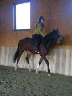 hair, horse, bridle, rein, sports