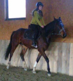hair, horse, bridle, rein, sports