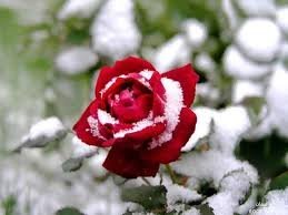images (11)