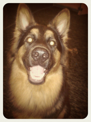 dog, pet