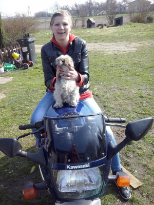 dog, vehicle, motorcycle