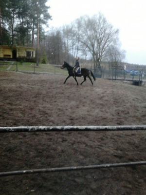 horse