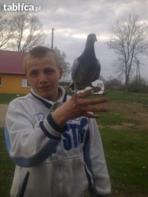 bird
