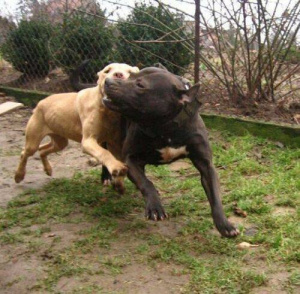 dog
