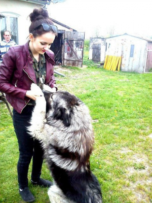 dog, pet