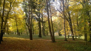 forest, plant