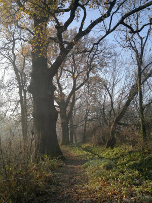 forest, branch, plant, twig, trunk