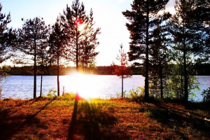 sky, forest, branch, lake, plant, sunset