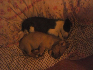dog, cat