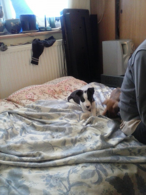 room, dog, cat, pet