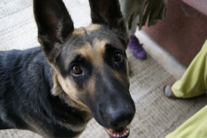 pet