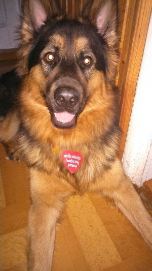 dog, pet