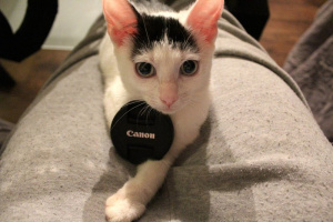 cat
